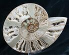 Beautiful Choffaticeras Ammonite - Half #7576-1